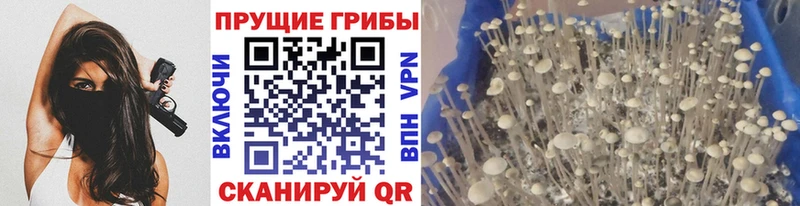 Купить закладки  Трубчевск  Псилоцибиновые грибы мицелий 